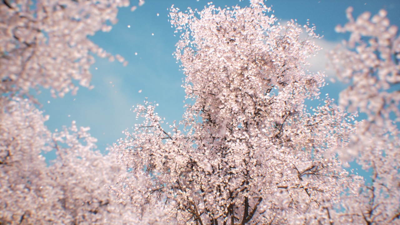 Sakura - Cherry blossom (all ver.)